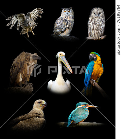 Set of many birds. Wildlife animal on black background Set of many birds. Wildlife animal on black background 76198764