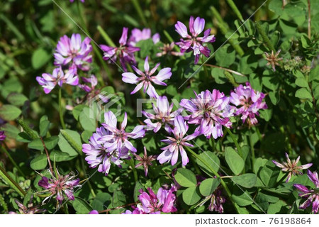 Spring tradition Astragalus sinensis Spring tradition Astragalus sinensis 76198864