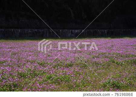 Spring tradition Astragalus sinensis Spring tradition Astragalus sinensis 76198868