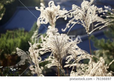 Miscanthus 76198897