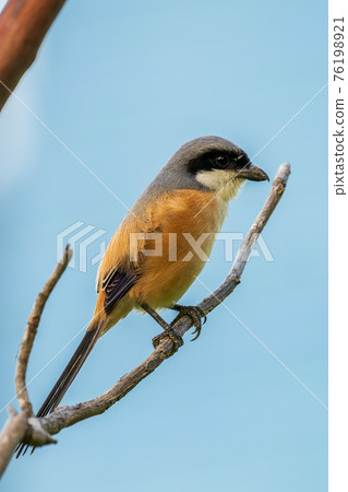 【牛頭伯勞】呆在樹枝上的長尾伯勞 76198921