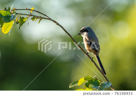 【牛頭伯勞】呆在樹枝上的長尾伯勞 【牛頭伯勞】呆在樹枝上的長尾伯勞 76198933