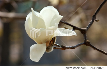 magnolia, flower, plant, nature magnolia, flower, plant, nature 76199025