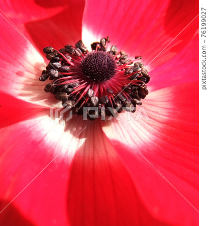 Anemone, flower, plant, nature Anemone, flower, plant, nature 76199027