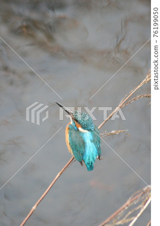 Kingfisher looking up to the sky Kingfisher looking up to the sky 76199050