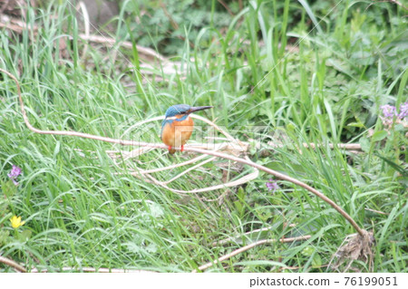 春天翠鳥 春天翠鳥 76199051
