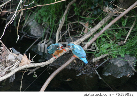 Kingfisher feeding behavior Kingfisher feeding behavior 76199052
