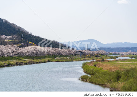 宮城縣柴田町藍天和瞳千本櫻 76199105