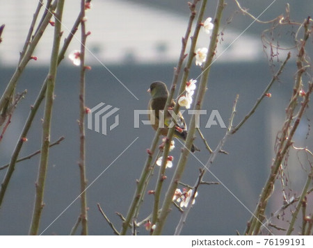 bird bird 76199191