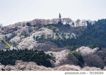 Hitome Senbonzakura and Funaoka Peace Kannon Statue, Shibata Town, Miyagi Prefecture 76199260