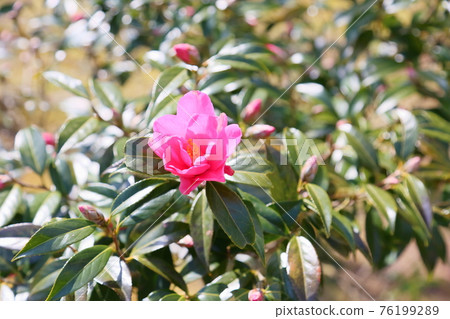 山茶花時光貝蒂 76199289