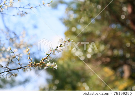 Yulium的花 76199290