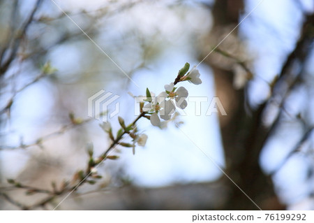 Yulium的花 76199292