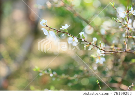 Yulium的花 76199293