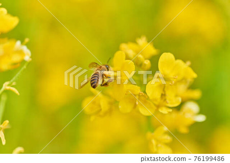 三月油菜花和蜜蜂 76199486