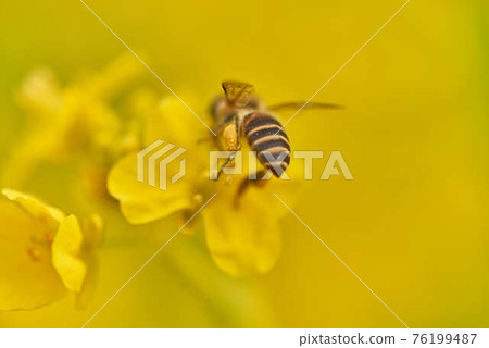三月油菜花和蜜蜂 76199487