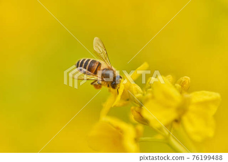 三月油菜花和蜜蜂 76199488