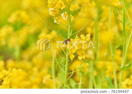 三月油菜花和蜜蜂 三月油菜花和蜜蜂 76199497