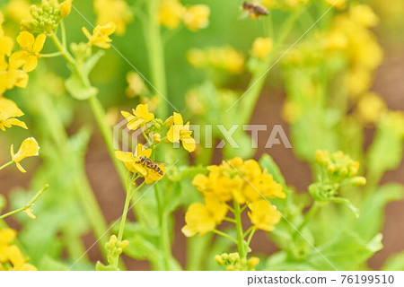 三月油菜花和蜜蜂 76199510
