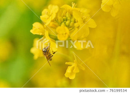 三月油菜花和蜜蜂 76199534