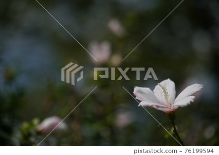 Mukuge flower with white streaks (single bloom, white) 76199594