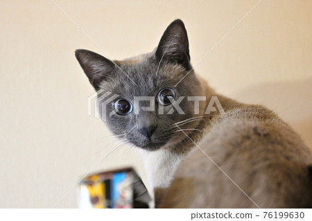 Siamese cat 76199630