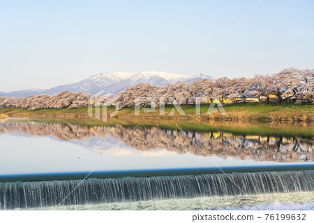 Zao of the sunrise and Hitome Senbonzakura of the Shiroishi River, Nagijin Weir, Ogawara Town, Miyagi Prefecture 76199632