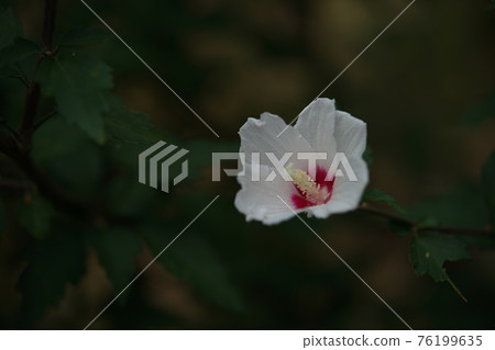 Mukuge no Soutan（單花，白色） 76199635