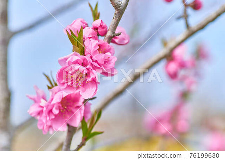 March Yashio City, Saitama Prefecture Peach Festival Peach Flowers 76199680
