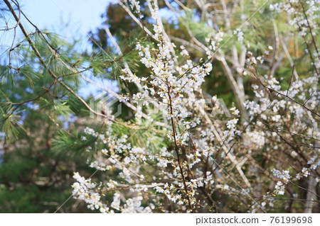 Yulium's flower 76199698
