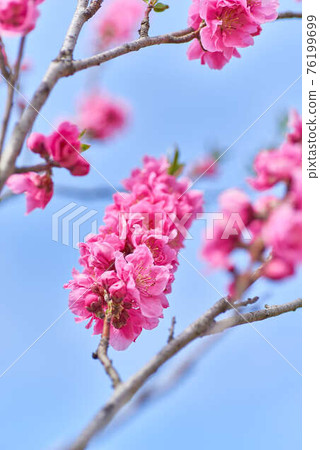 三月埼玉縣八潮市桃花節桃花 76199699
