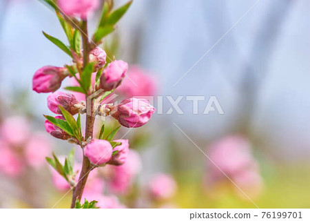 三月埼玉縣八潮市桃花節桃花 76199701