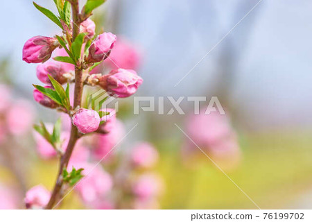 三月埼玉縣八潮市桃花節桃花 76199702