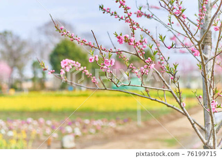 三月埼玉縣八潮市桃花節桃花 76199715