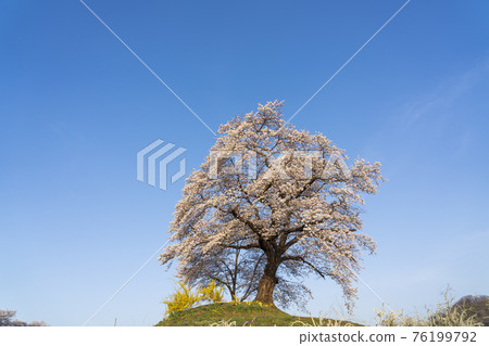 Early morning Shiraishi River bank Ichimoku Senbonzakura, Shibata Town, Miyagi Prefecture 76199792