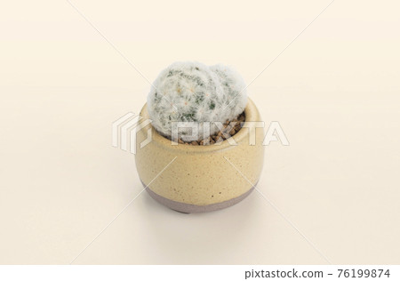 mammillaria pumosa cactus pots 76199874