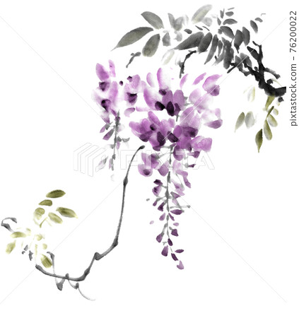 Wisteria Wisteria 76200022