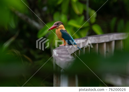 [Sea bream] A red-billed kingfisher resting on the railing of a bridge 76200026