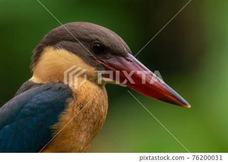 【翠鳥】鸛嘴翠鳥特寫 【翠鳥】鸛嘴翠鳥特寫 76200031