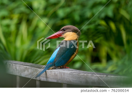 【翠鳥】鸛嘴翠鳥特寫 【翠鳥】鸛嘴翠鳥特寫 76200034