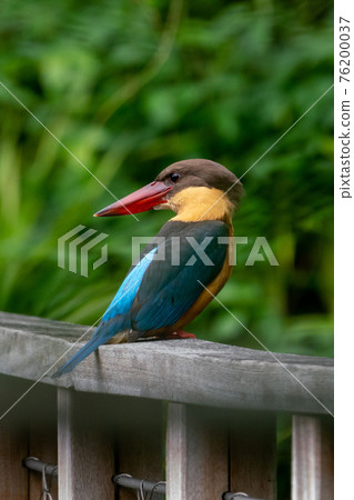 【翠鳥】鸛嘴翠鳥特寫 【翠鳥】鸛嘴翠鳥特寫 76200037