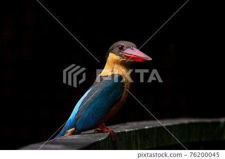 [Kingfisher] Stork-billed Kingfisher close-up black background 76200045