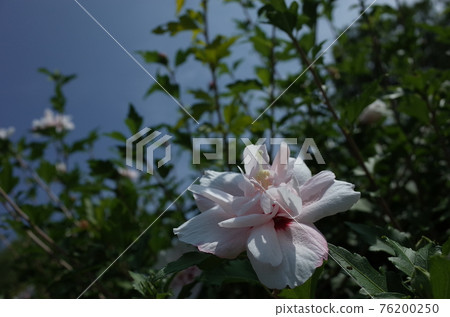 Mukuge flower (double-flowered, white) Mukuge flower (double-flowered, white) 76200250
