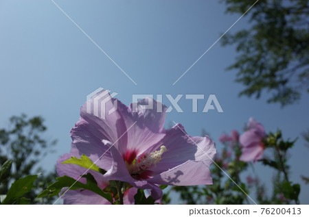 Mukuge flower (single bloom, light pink) Mukuge flower (single bloom, light pink) 76200413