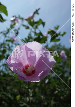 Mukuge花（單花，淺粉色） 76200422