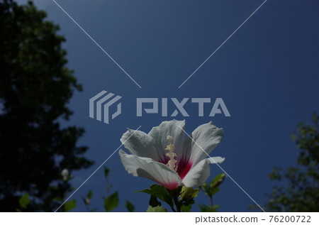 Mukuge flower (single bloom, white) Mukuge flower (single bloom, white) 76200722