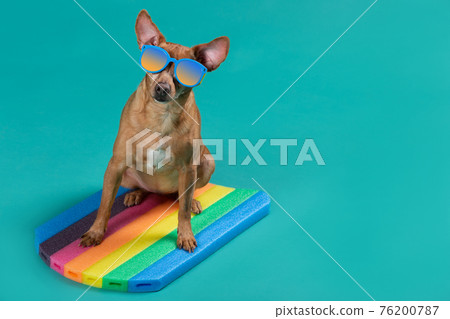 funny dog in sunglasses, sits on a swimming board and looks interested, on a turquoise background, concept of vacation 76200787