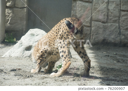 Chita child 76200907