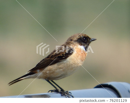 Stonechat 降落在柵欄上，望著遠方 76201129
