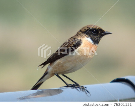 Stonechat 棲息在仙台農業中心附近的柵欄上 Stonechat 棲息在仙台農業中心附近的柵欄上 76201131